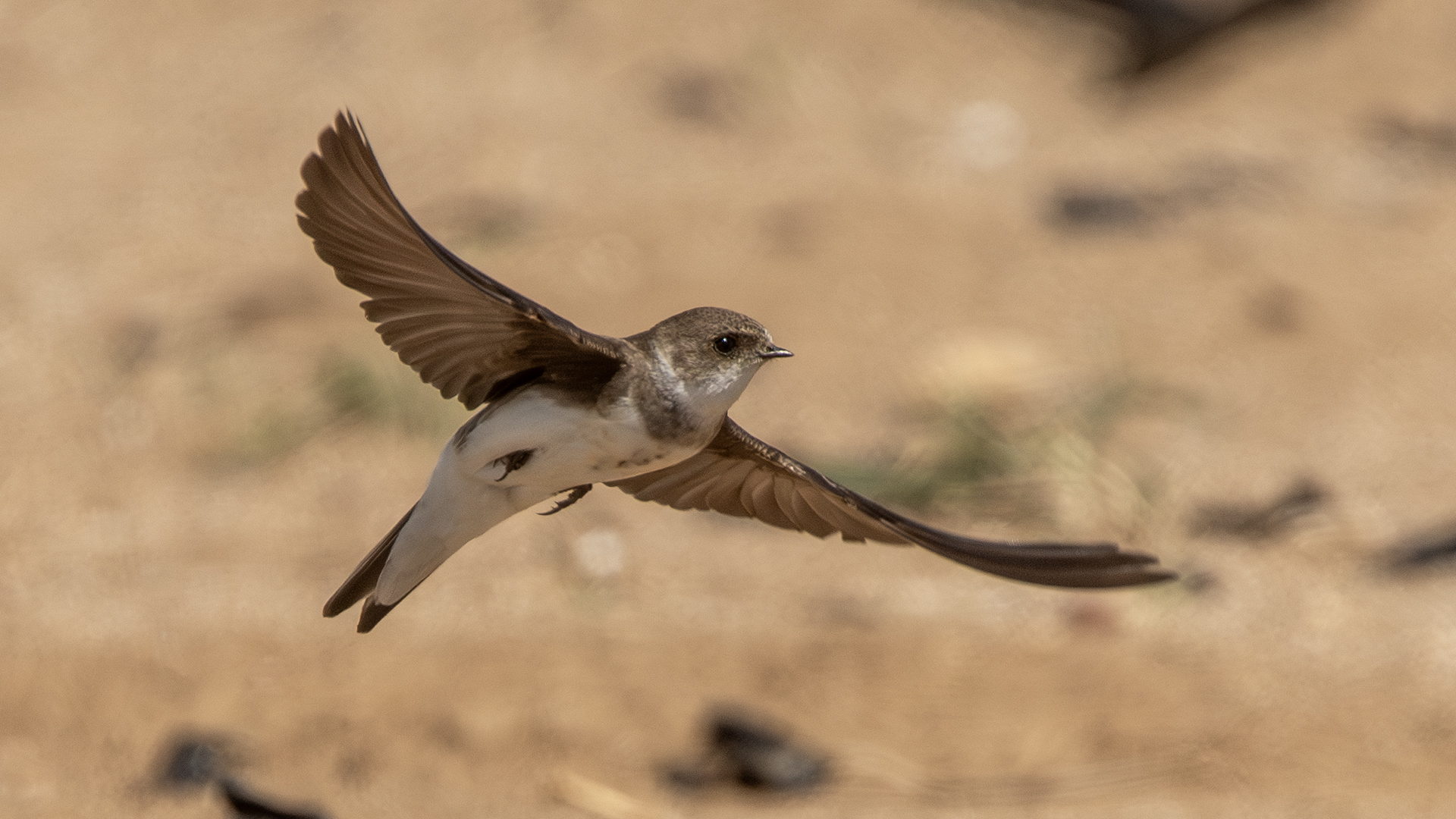 Bank Swallow